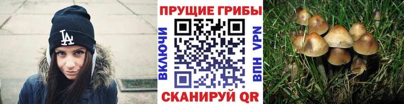 Галлюциногенные грибы мицелий Зеленогорск